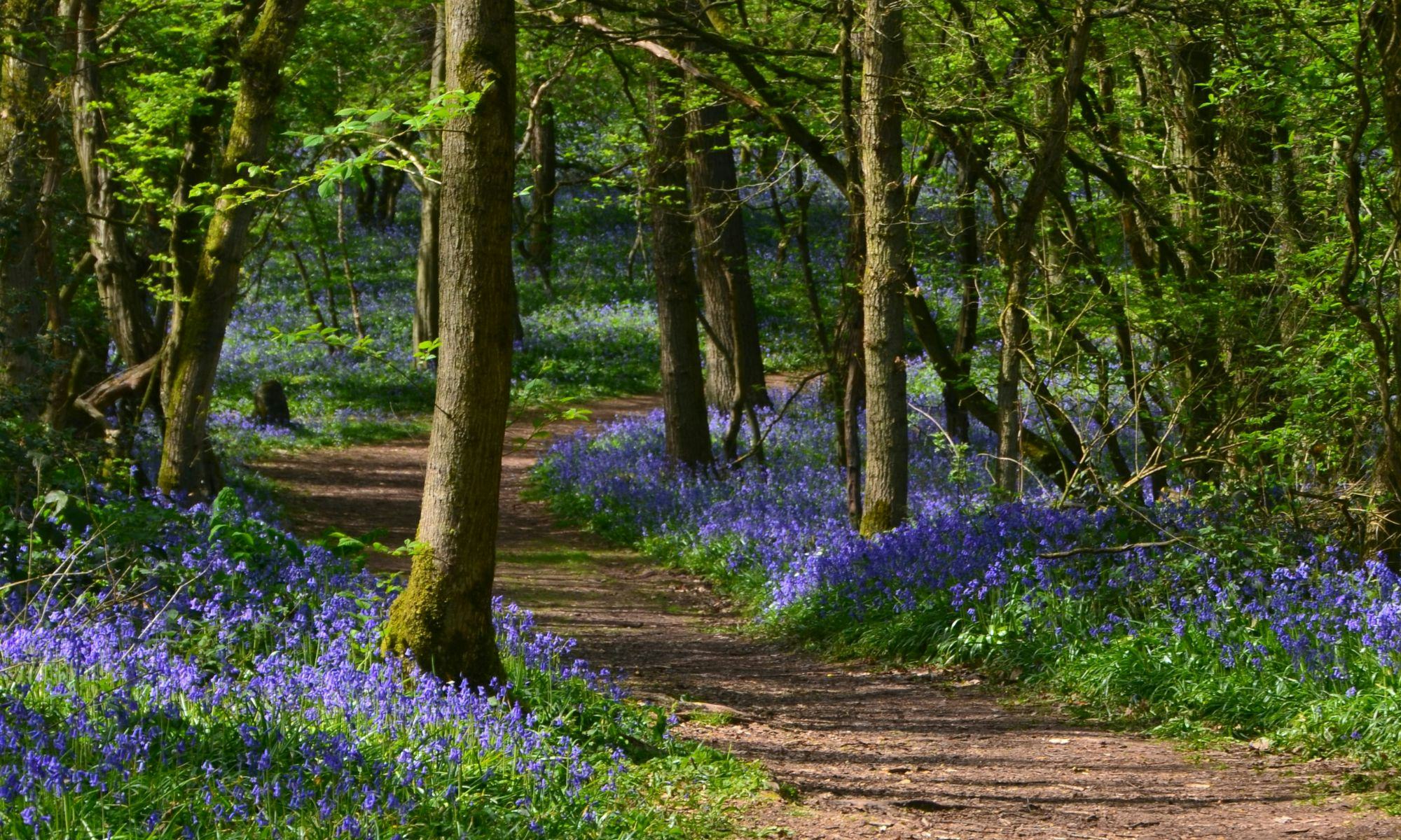 Wanderweg, der durch einen Wald mit Blumen führt.