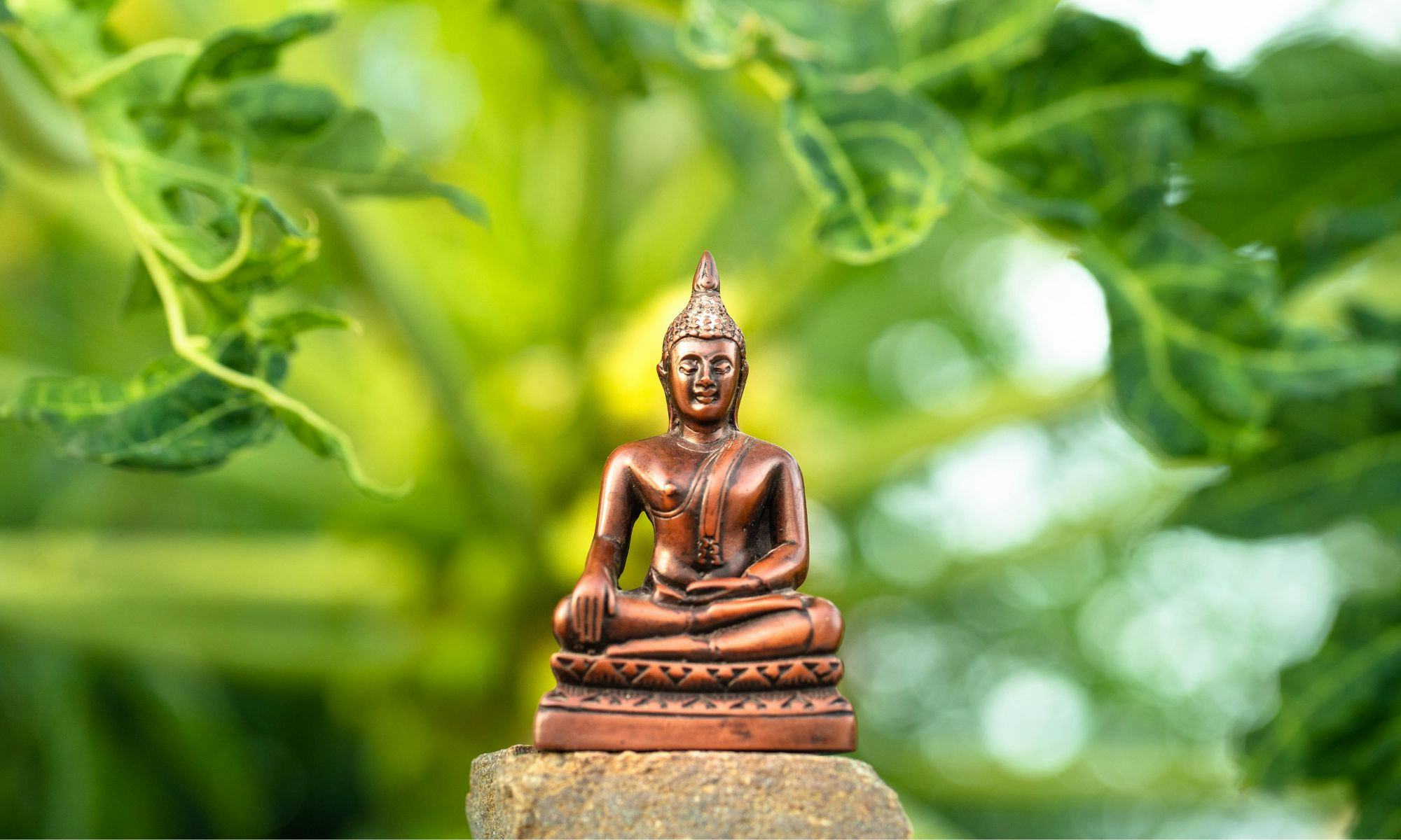 Buddha-Statue auf einem Stein mit eine Pflanze im Hintergrund.